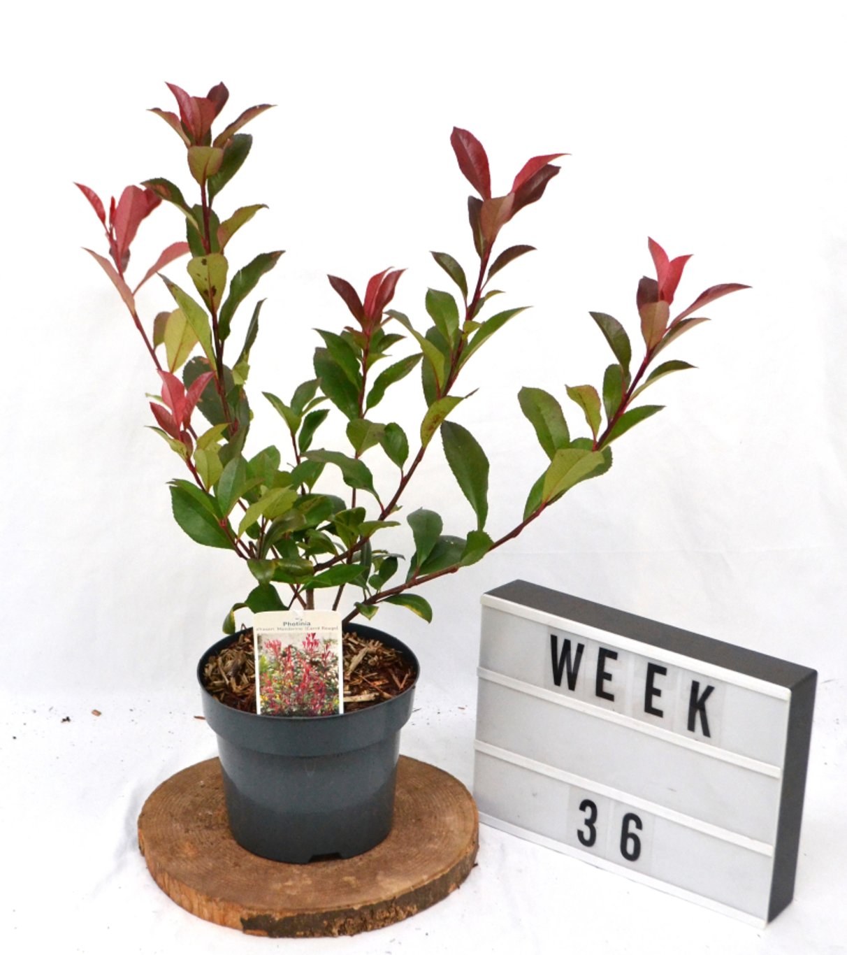 Photinia fraseri 'Mandarino' - C3 20-40 CM